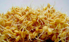 خواص درمانی جوانه گندم